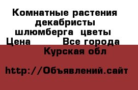 Комнатные растения, декабристы (шлюмберга) цветы › Цена ­ 300 - Все города  »    . Курская обл.